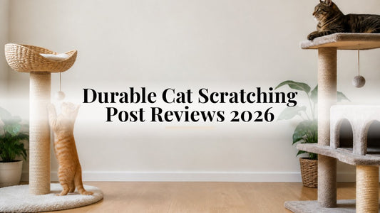 Durable Cat Scratching Post Reviews 2026