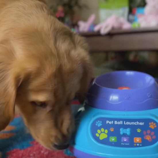 Dog playing with the Smart Automatic Rolling Ball Toy for Cats & Dogs