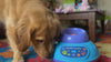 Dog playing with the Smart Automatic Rolling Ball Toy for Cats & Dogs