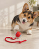 Animated product video: corgi playing with the rolling ball toy