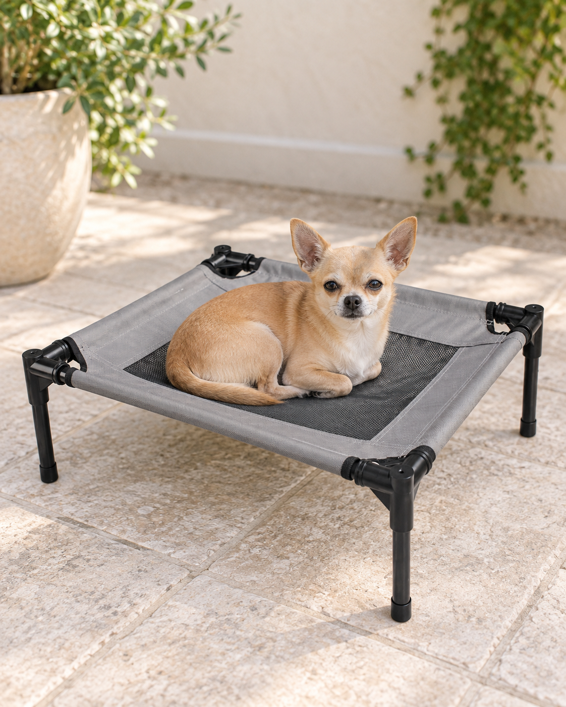 A small tan Chihuahua resting on the gray and black elevated pet cot on a shaded patio.