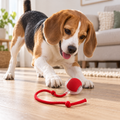 Beagle playing beside a small red rolling pet ball with a clear shell and knotted rope.